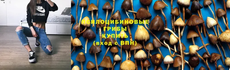 Псилоцибиновые грибы MAGIC MUSHROOMS  где продают наркотики  Адыгейск 